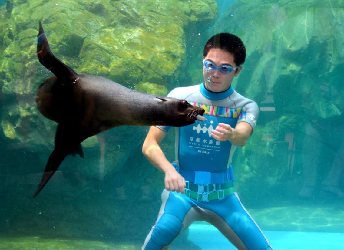 海狗和工作人員的泳姿都非常值得一看!來源:https://twitter.com/Kyoto_Aquarium/status/887573153697865728