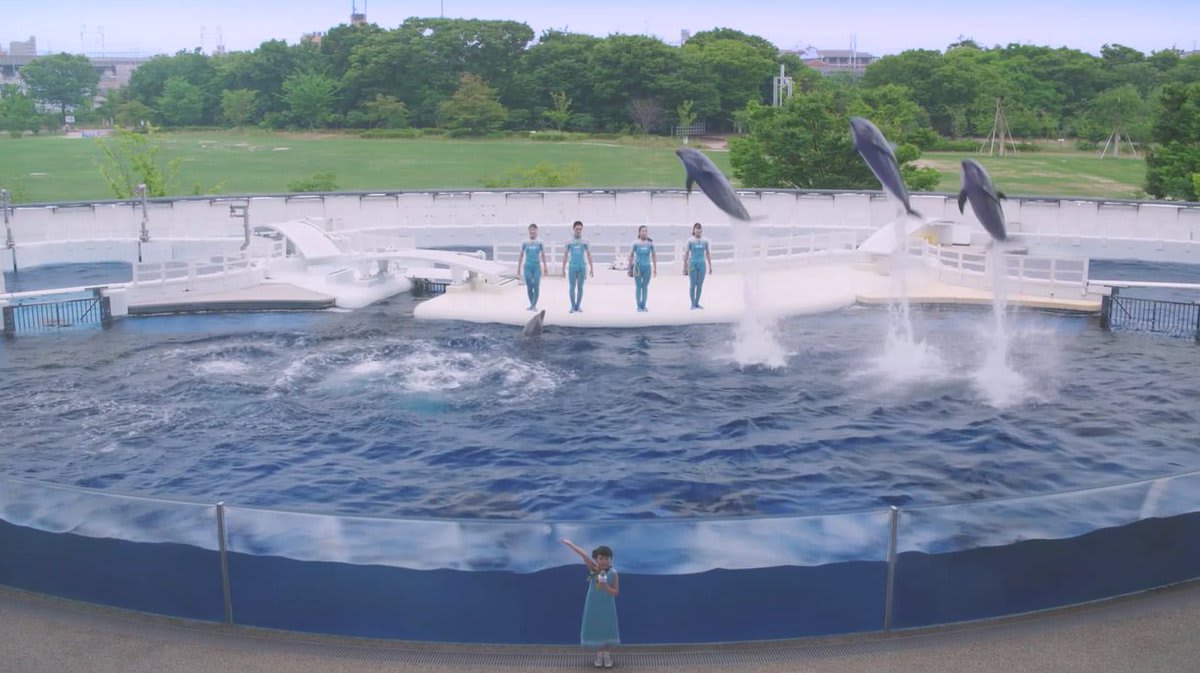 人與海豚合作無間的表演! 來源https://twitter.com/Kyoto_Aquarium/status/890374360875245568