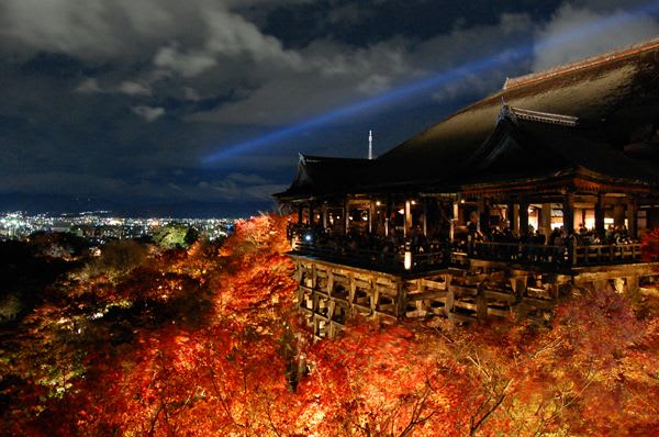 京都賞夜楓