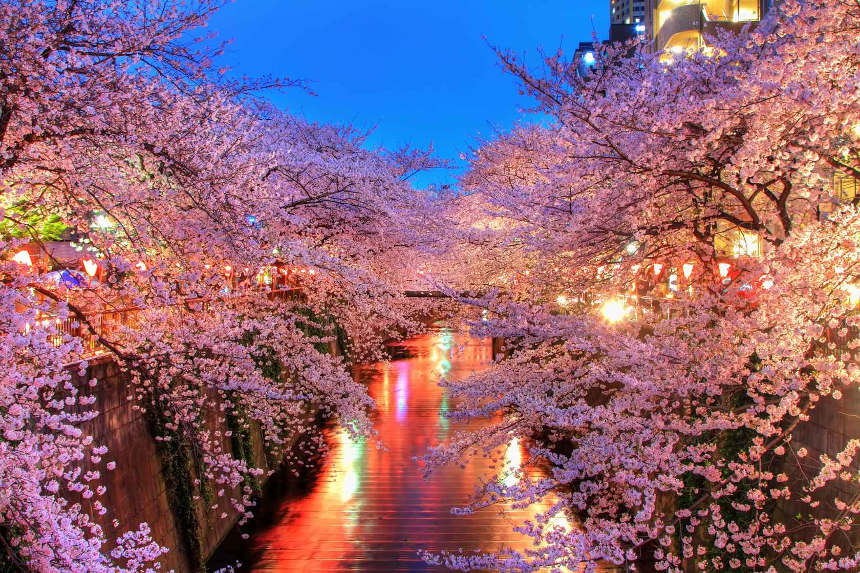 東京賞櫻 圖片來源: 旅wiki