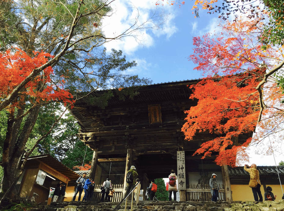 高 雄 神 護 寺 的 晴 空 與 楓 紅