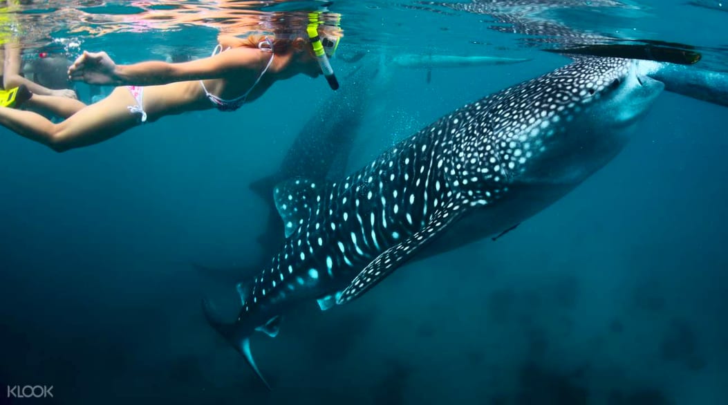 可愛的鯨鯊,這輩子一定要看一次。|You must see this cute whaleshark in your lifetime