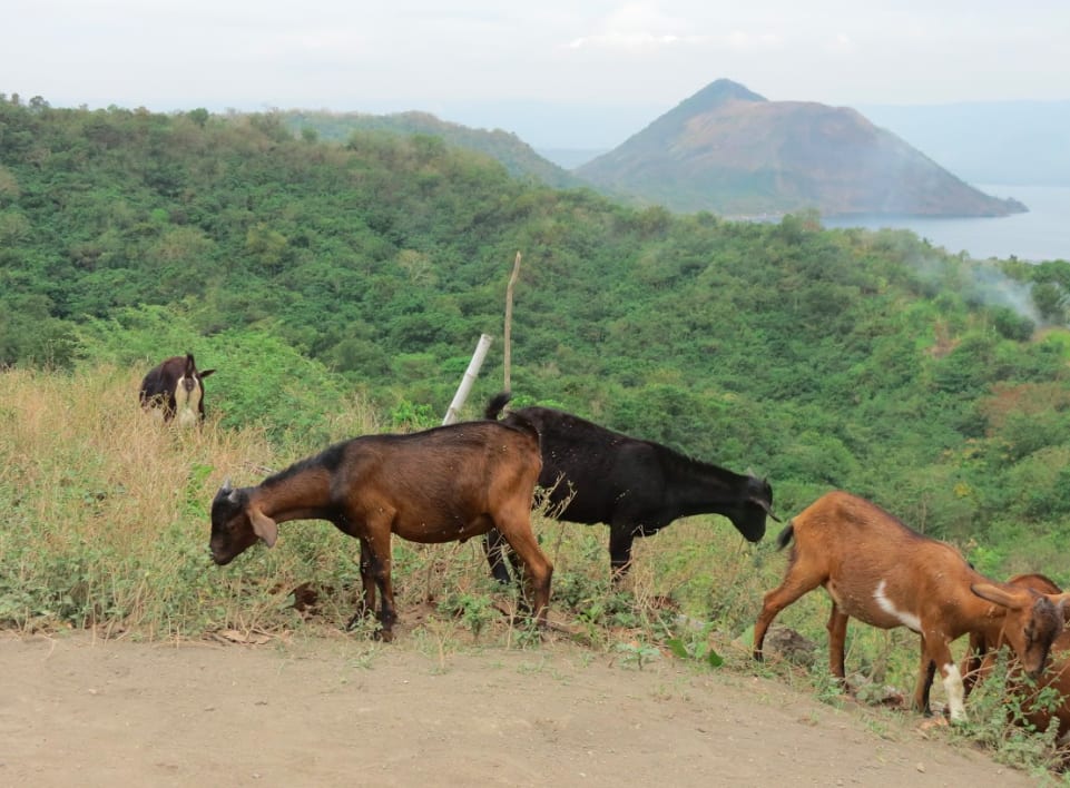 沿途還能看到許多羊隻。|Many goats on the way to Taal Volcano.