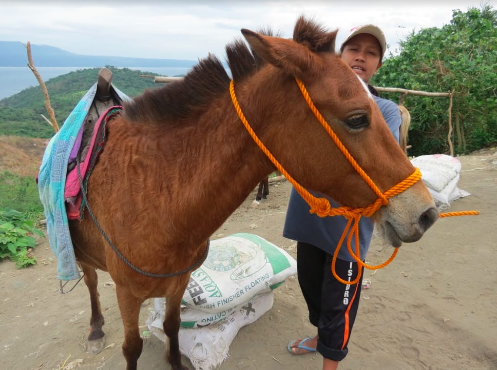 我的馬兒。|My cutest horse