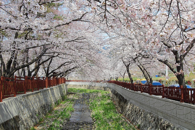 釜 山 鎮 海 賞 櫻 花 。