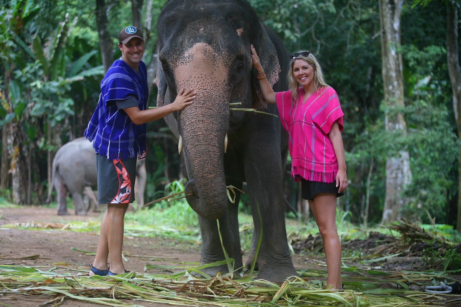 du lịch tự túc chiang mai: chăm voi 1 ngày