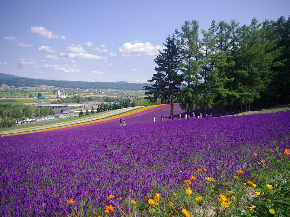 Hướng Dẫn Sử Dụng Thẻ Thông Hành JR PASS: Khu Vực Hokkaido 9 hướng dẫn sử dụng jr pass khu vực hokkaido: vườn hoa lavender