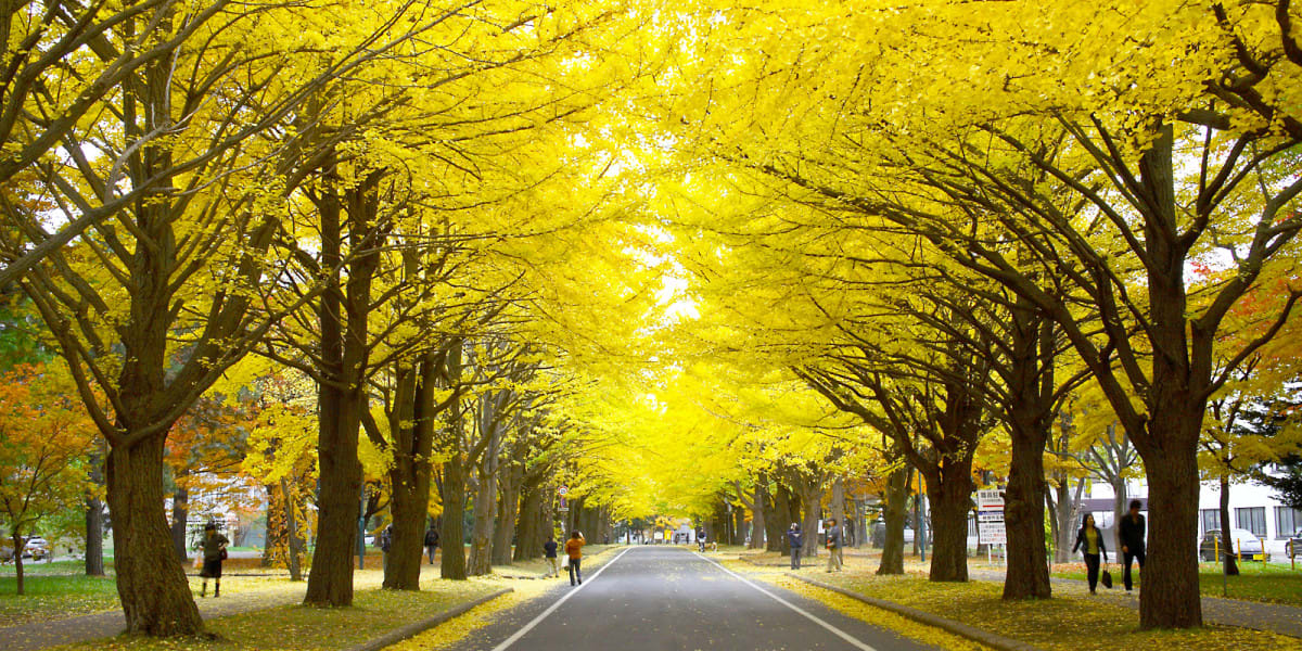 Tất Tần Tật Về Mùa Thu Ở Hokkaido! 2 mùa thu ở hokkaido