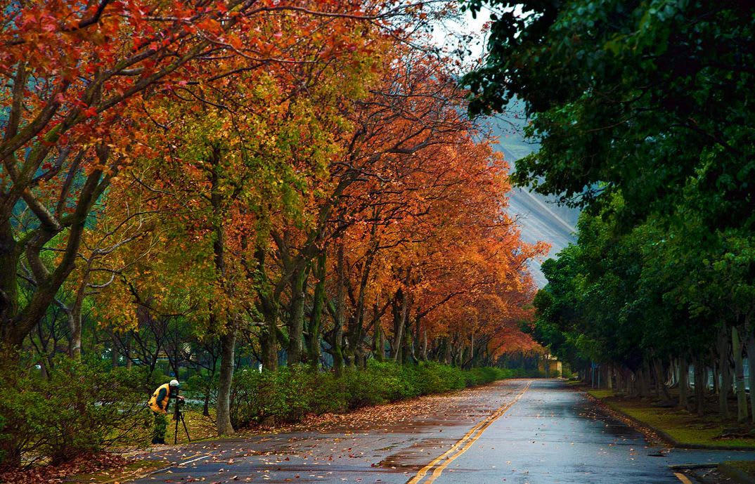 ngắm lá phong ở đài loan: shihmen dam