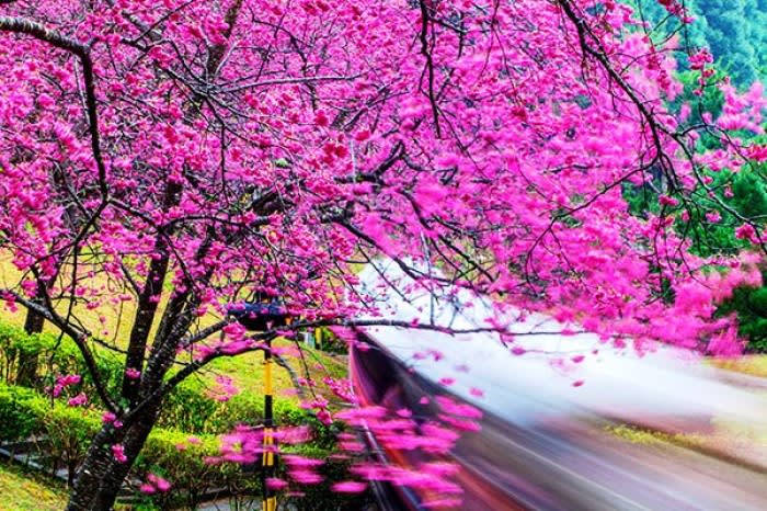 8 địa điểm tuyệt vời để ngắm hoa anh đào ở Đài Loan 7 ngắm hoa anh đào ở đài loan tại hồ nhật nguyệt