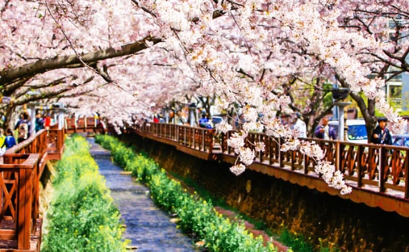 ngắm hoa anh đào tại hàn quốc bên sông