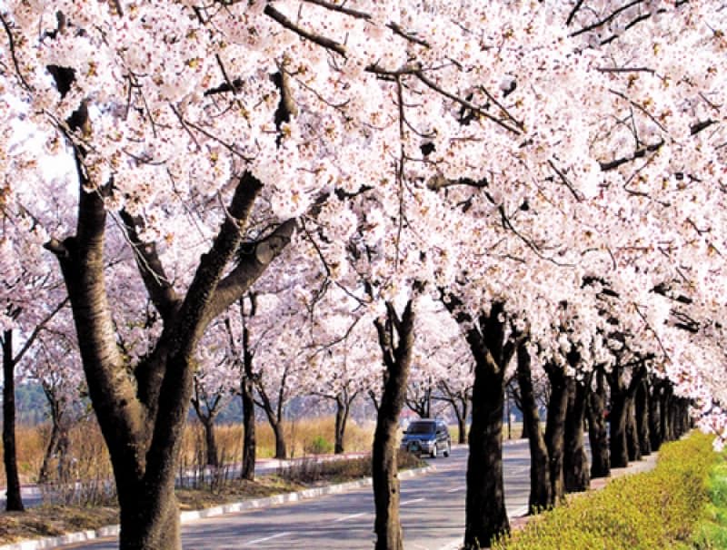 ngắm hoa anh đào ở hàn quốc tại lễ hội hoa anh đào gyeongpodae