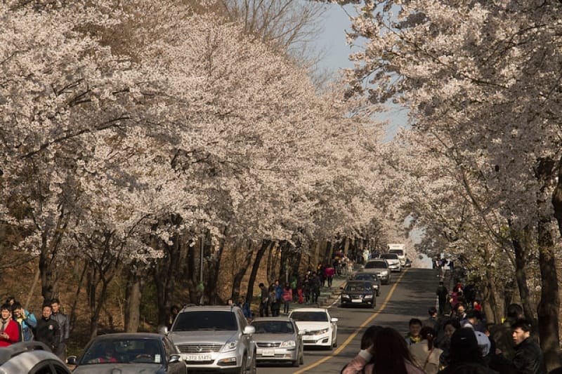 ngắm hoa anh đào tại hàn quốc ở incheon