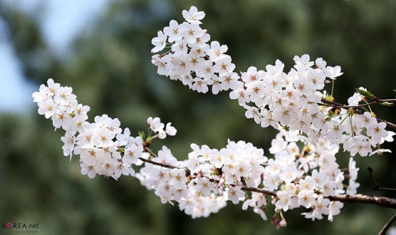 ngắm hoa anh đào tại hàn quốc trong lễ hội hoa xuân Yeouido