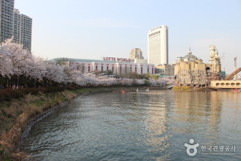 ngắm hoa anh đài tại hàn quốc tại lễ hội hoa anh đào hồ seokchon