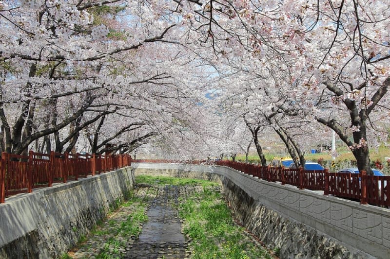 ngắm hoa anh đào tại hàn quốc trong lễ hội hoa anh đào jinhae