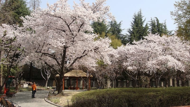 ngắm hoa anh đào tại hàn quốc ở daegu