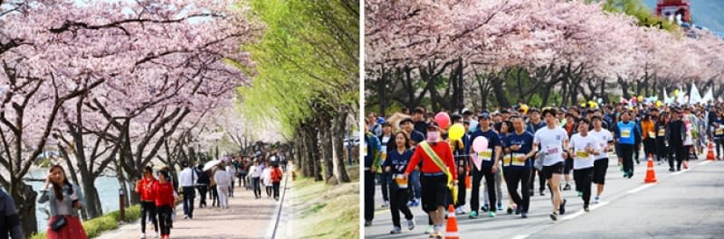 ngắm hoa anh đào tại hàn quốc ở gyeongju