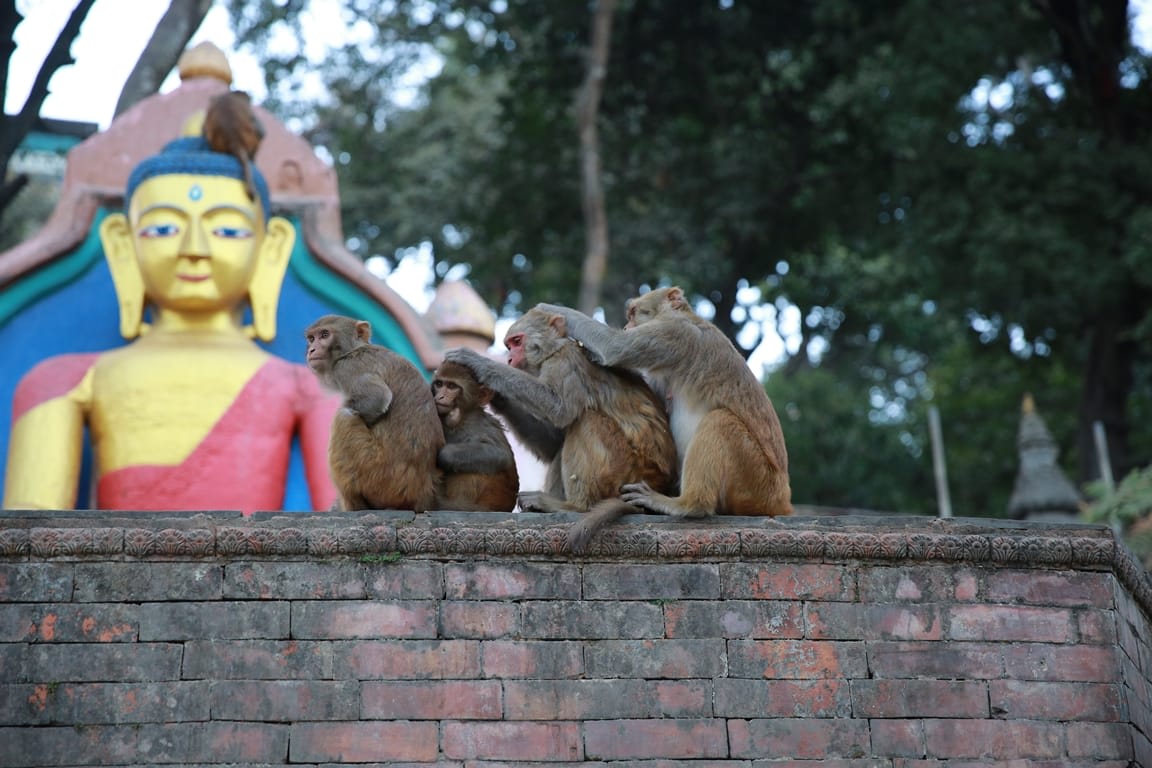 Nepal, đi đi đừng sợ 5 du lịch nepal: Monkey Temple