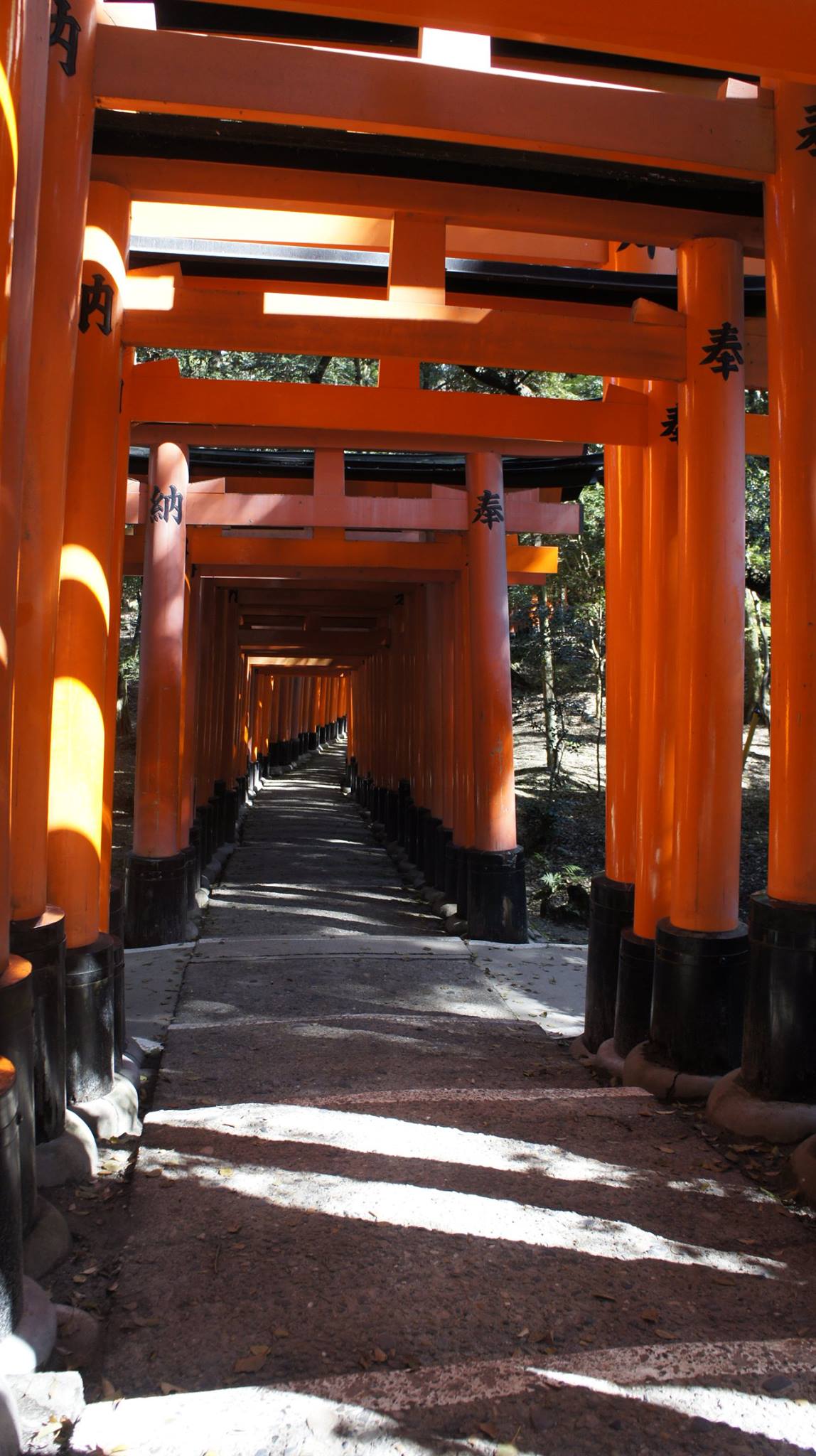 tổng torii là địa điểm thú vị trong chuyến ngắm hoa anh đào