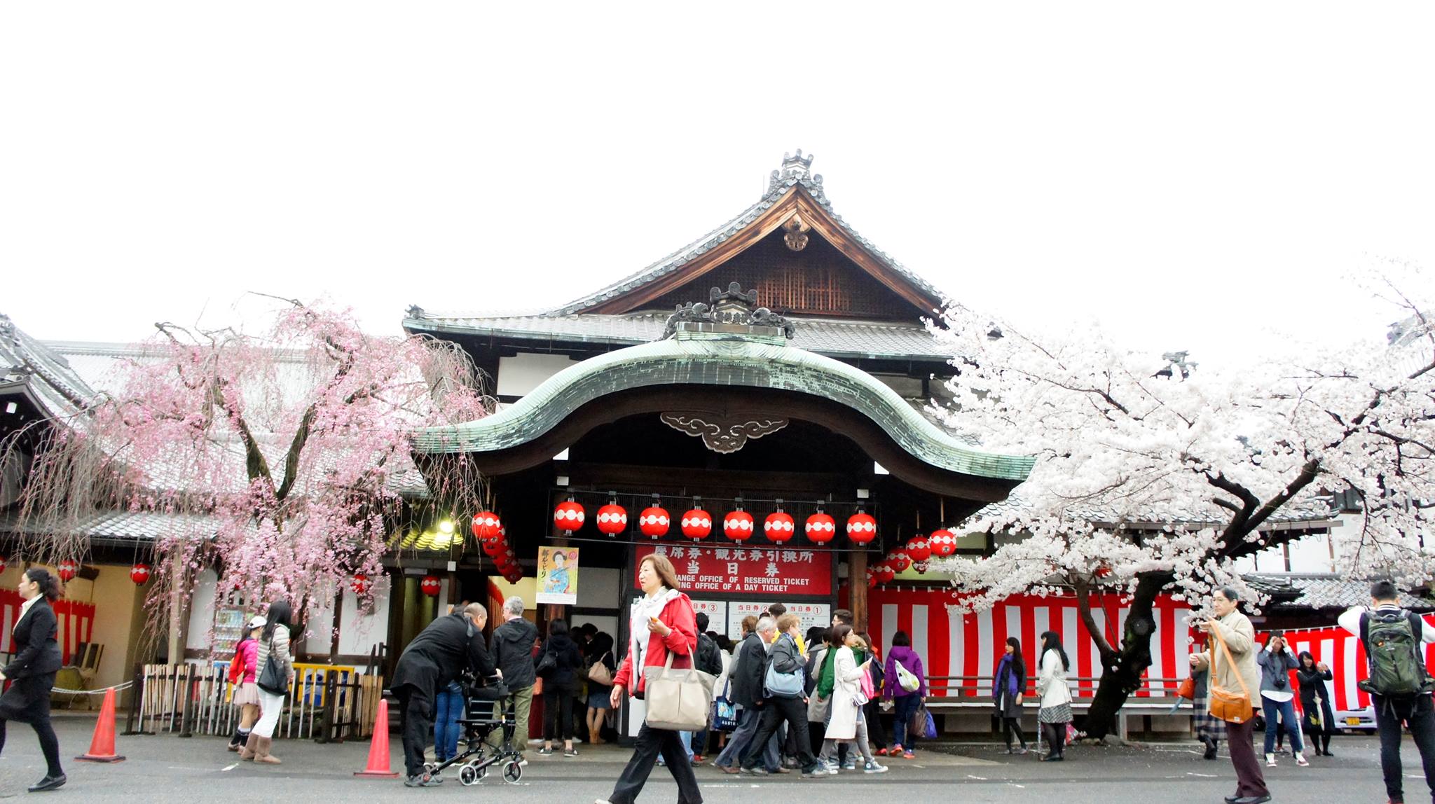 ngắm hoa anh đào tại nhà hát gion kobu kaburenjo
