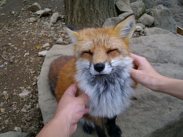 Những con cáo thân thiện ở Zao Fox Village