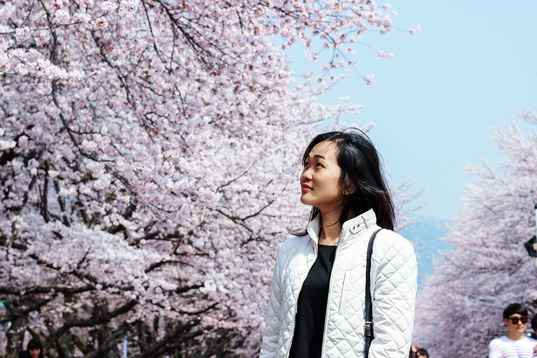20 địa điểm ngắm hoa anh đào cho team sống ảo 19 Jinhae là một địa điểm ngắm hoa anh đào