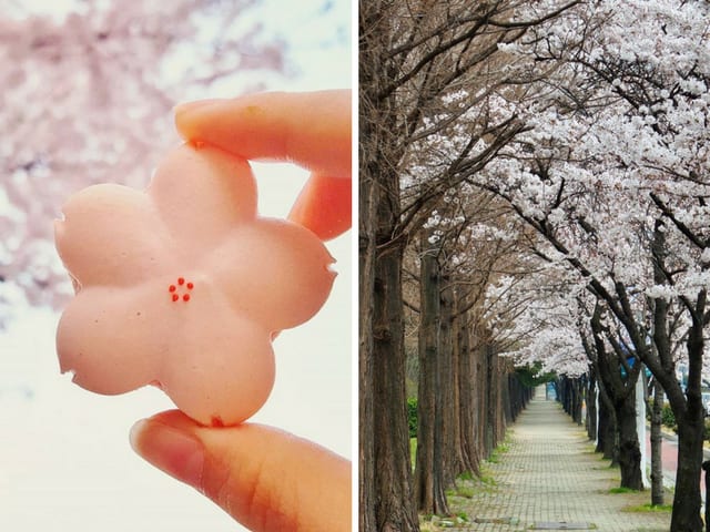 20 địa điểm ngắm hoa anh đào cho team sống ảo 20 jinhae là một địa điểm ngắm hoa anh đào tại hàn quốc