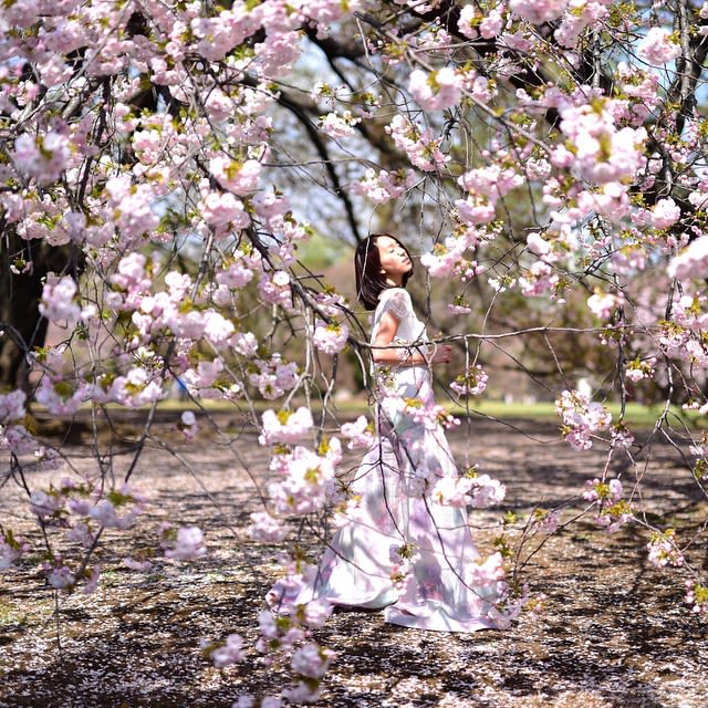 20 địa điểm ngắm hoa anh đào cho team sống ảo 3 shinjuku gyoen là địa điểm ngắm hoa anh đào
