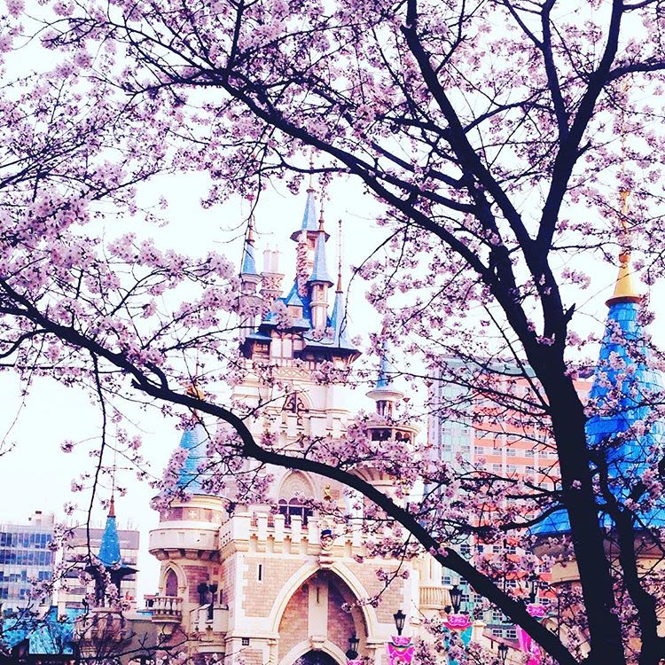 20 địa điểm ngắm hoa anh đào cho team sống ảo 27 lotte world là một địa điểm ngắm hoa anh đào ở seoul
