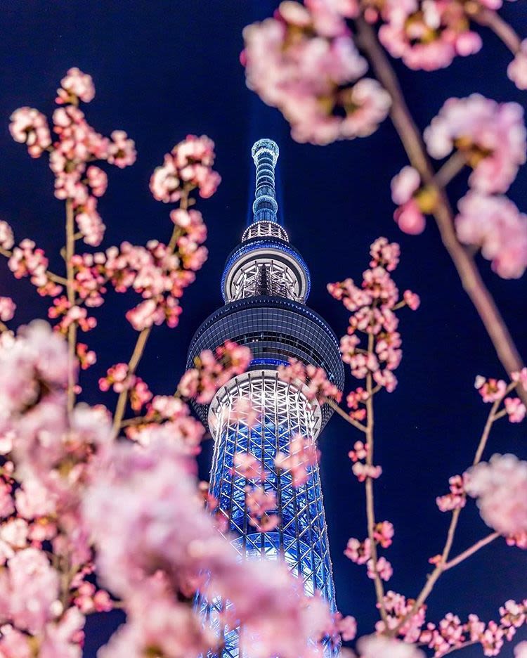 20 địa điểm ngắm hoa anh đào cho team sống ảo 7 tokyo sky tree là một địa điểm ngắm hoa anh đào