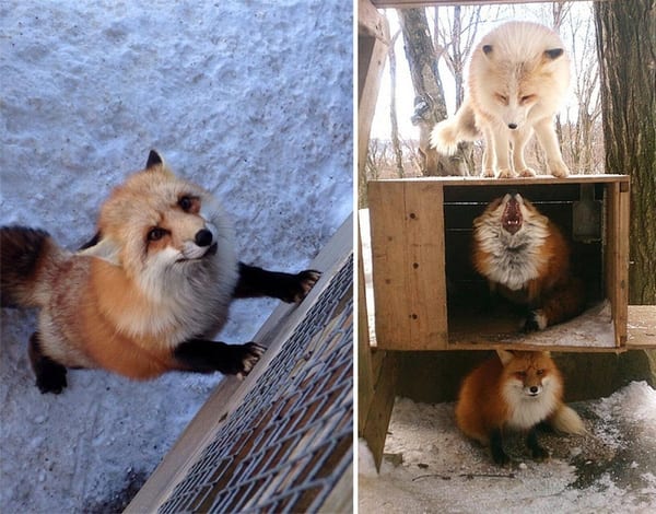 Làng Cáo Zao Fox Nhật Bản