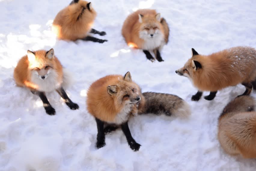 Làng Zao Fox