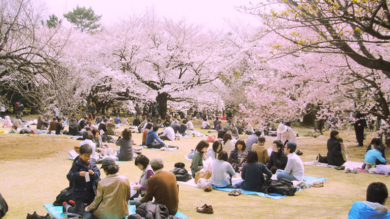 Bí kíp để có mùa Hanami (ngắm hoa anh đào) độc đáo 4 mang gì khi đi lễ hội hoa anh đào nhật bản