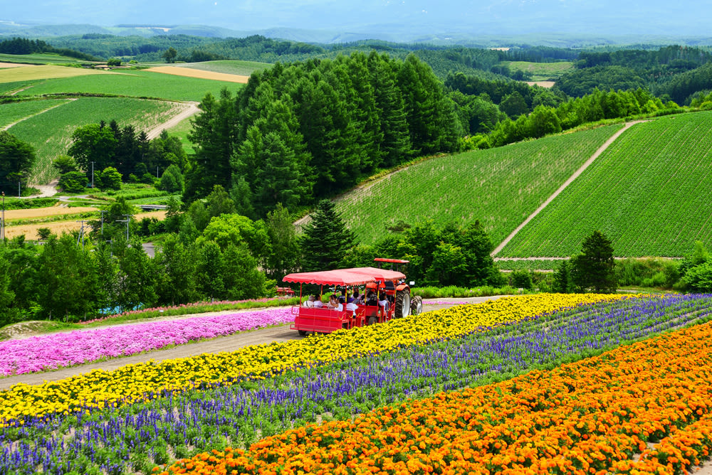 ghé trang trại hoa ở shikisai trong lịch trình du lịch sapporo bằng JR Pass