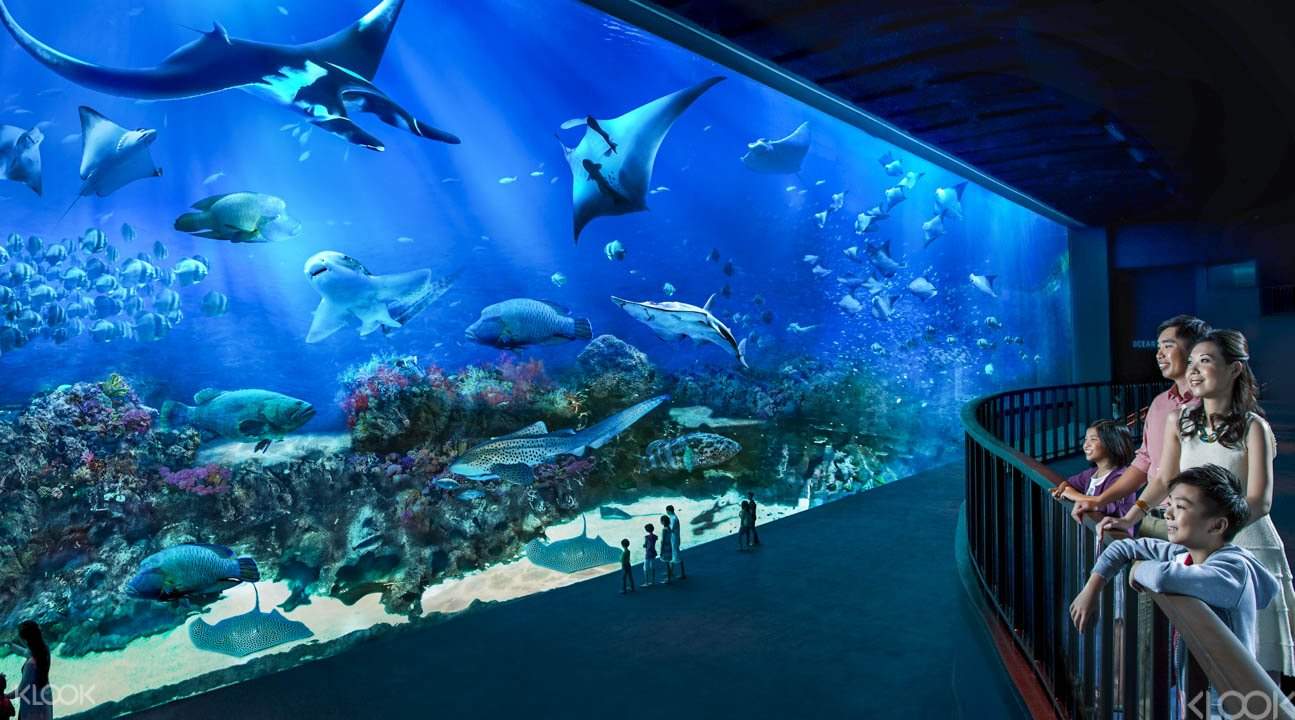 Bí Quyết Du Lịch Hè Tiết Kiệm Với KLOOK 3 Sea aquarium singapore