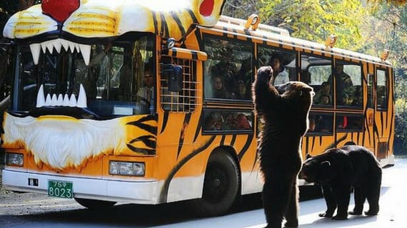 Bí kíp chinh phục Everland – công viên chủ đề lớn nhất Hàn Quốc 21 Safari World Everland
