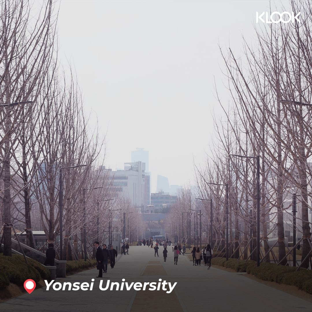 11 điểm chưa check-in là chưa đi Hàn Quốc 8 hàng cây tại yonsei university
