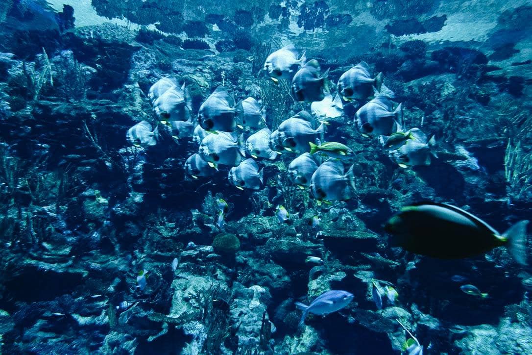 tham quan thủy cung ocean park