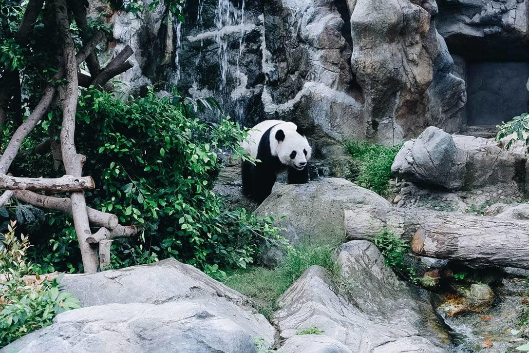 gấu trúc tại ocean park
