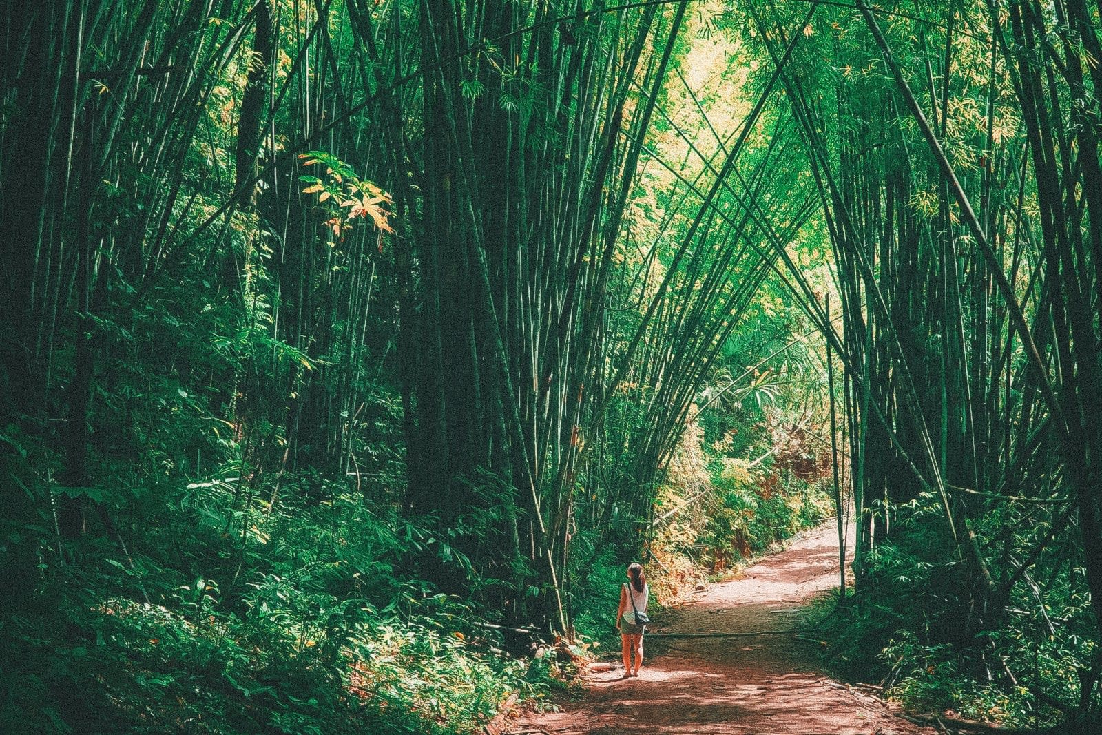 Hành trình khám phá Krabi – đảo ngọc hoang sơ bởi blogger Mai Hương 3 rừng tre tại vườn quốc gia khao sok