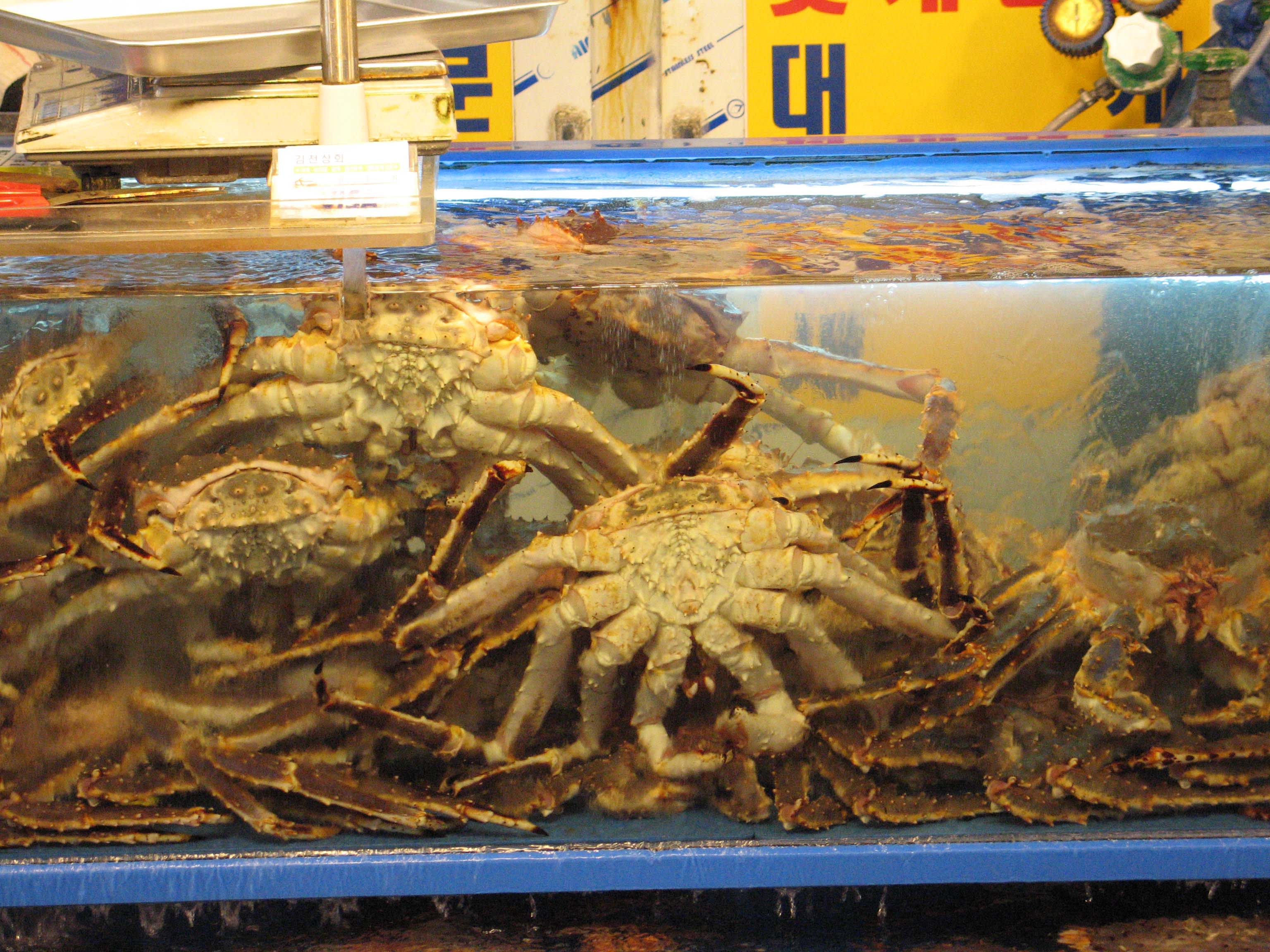 Bí Kíp “oanh Tạc” 7 Chợ Đêm Hàn Quốc 9 king crab ở chợ hải sản noryangjin