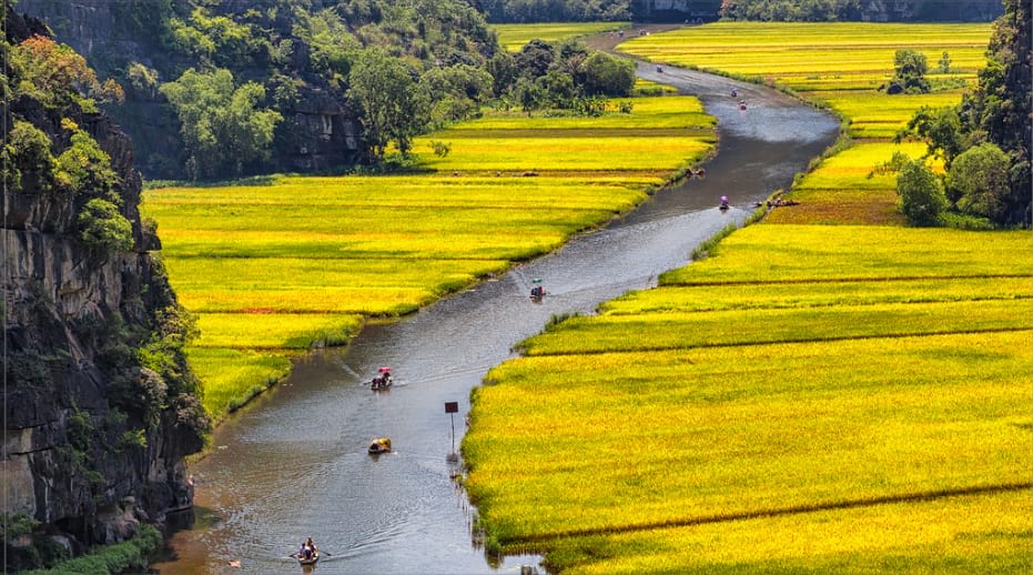 cánh đồng lúa vàng ở tam cốc