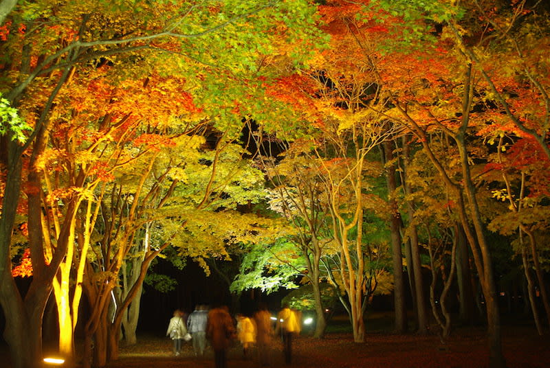Hướng dẫn chi tiết đi chiêm ngưỡng lá phong Hokkaido 12 công viên miharashi về đêm