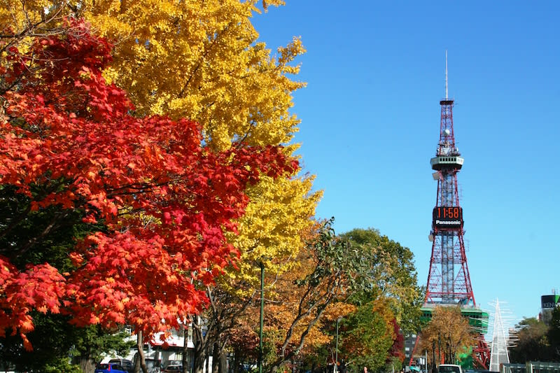 Hướng dẫn chi tiết đi chiêm ngưỡng lá phong Hokkaido 15 lá thu vàng và đỏ tại công viên odori