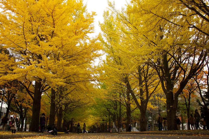 Hướng dẫn chi tiết đi chiêm ngưỡng lá phong Hokkaido 17 hai hàng cây lá vàng tại đại học hokkaido