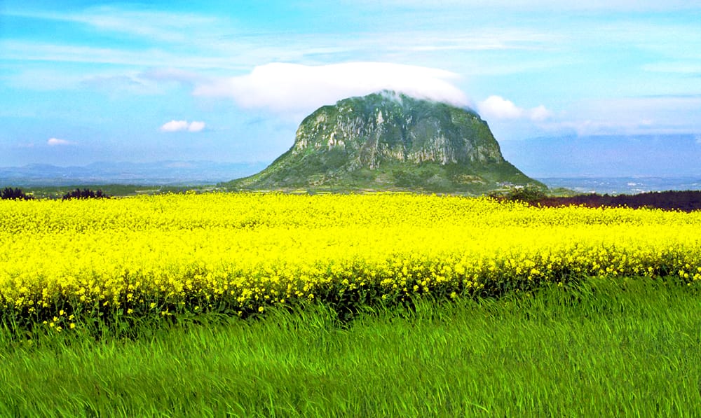 Bản đồ du lịch đảo Jeju cho bạn thoả thích tự do khám phá 5 ngày 5 cánh đồng hoa và đỉnh núi hallasan