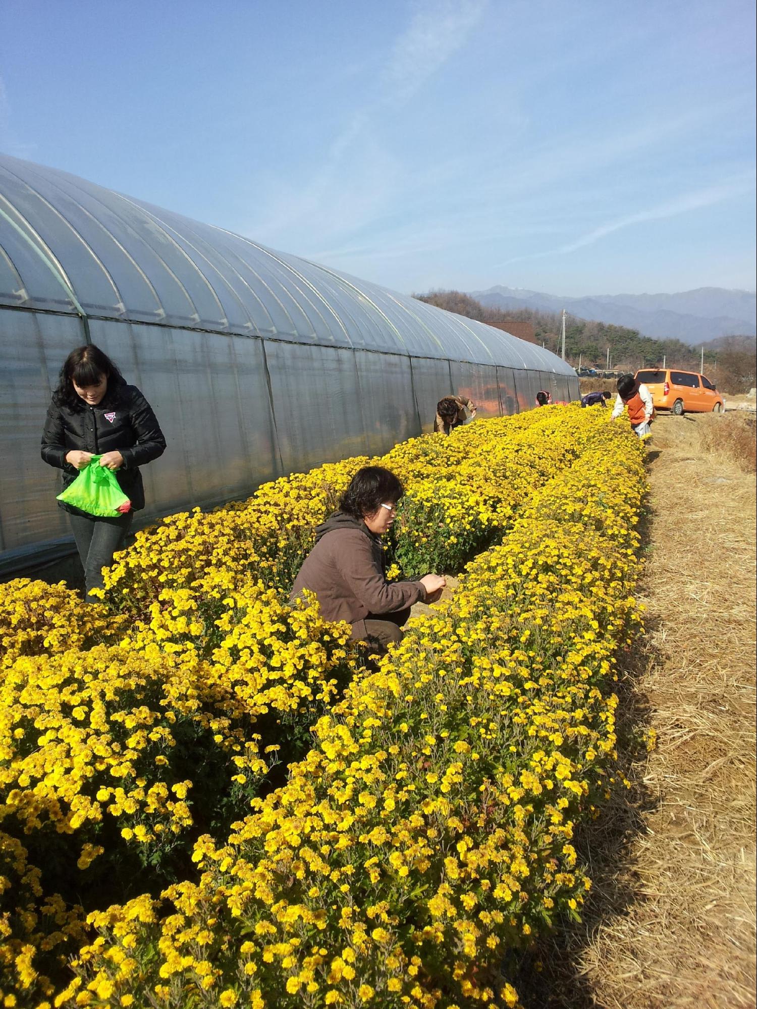 Gia đình nhỏ ở Yeongju 5 cánh đồng hoa vàng tại yeongju