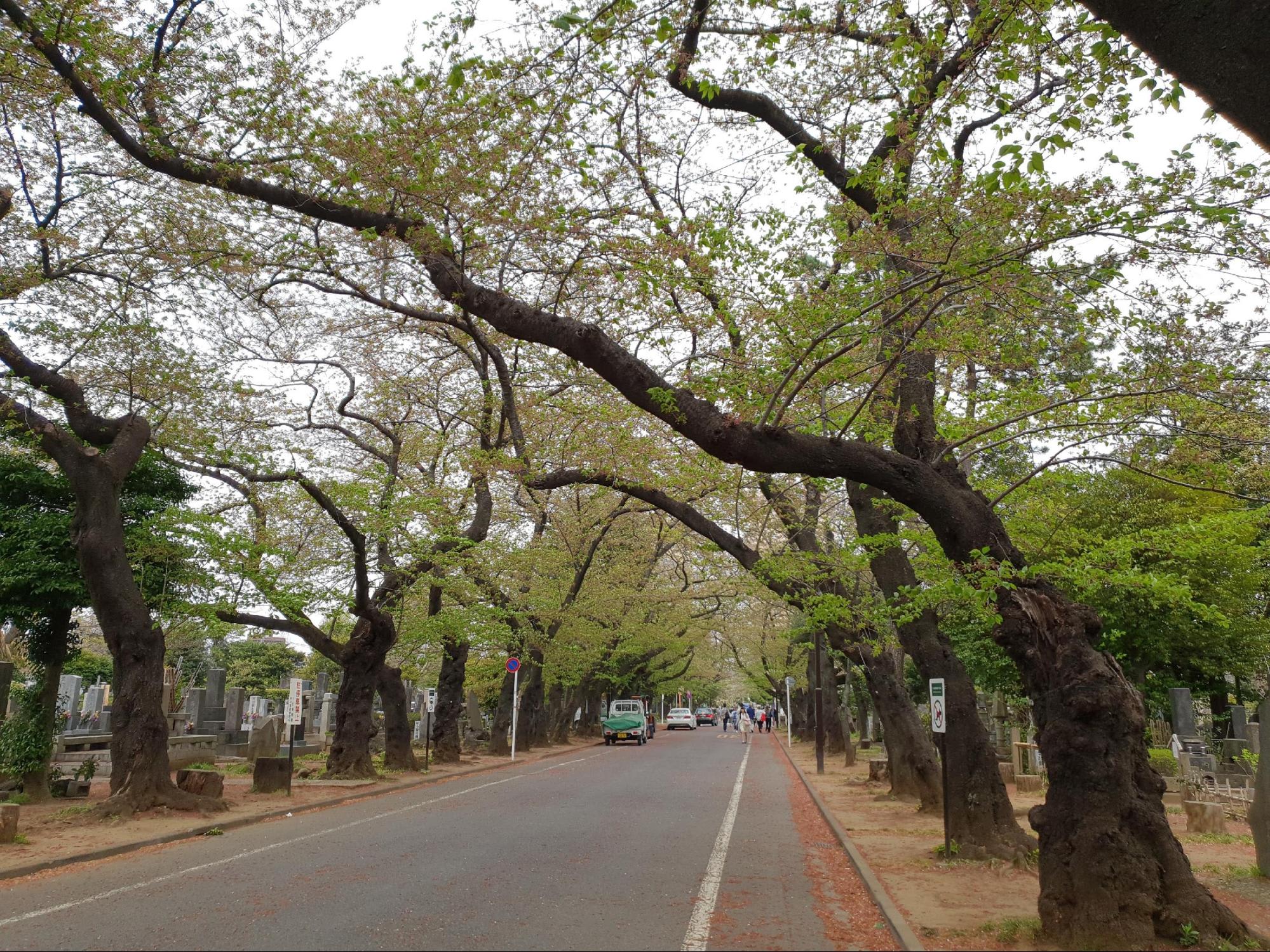 Một tuần mộng mơ ở Tokyo 2 hàng cây anh đào ở yanaka