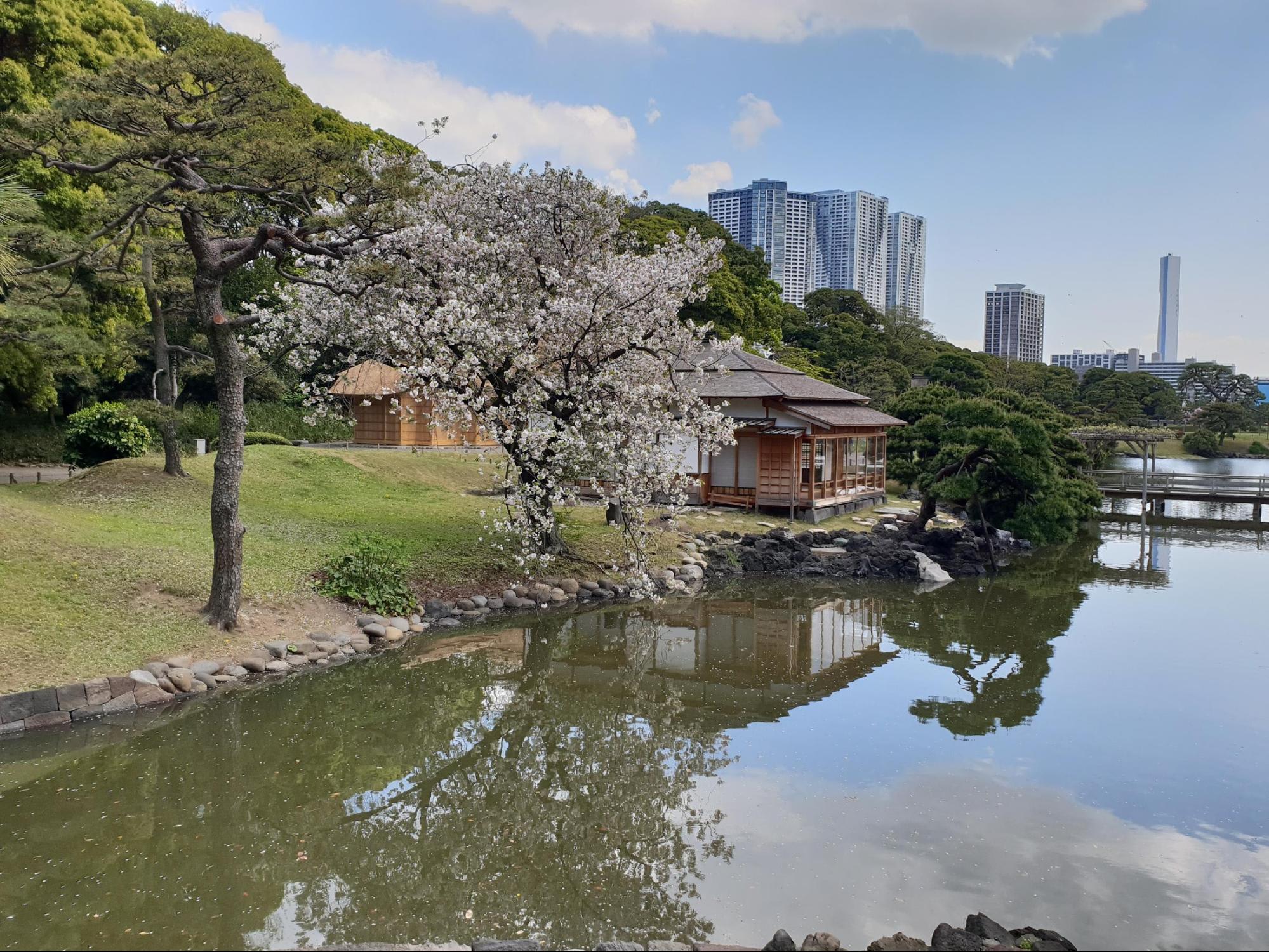 Một tuần mộng mơ ở Tokyo 11 hoa anh đào tại hâm rikyu oshi teien garden